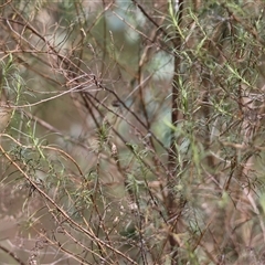 Tortricopsis aulacois at Hughes, ACT - 3 Nov 2024