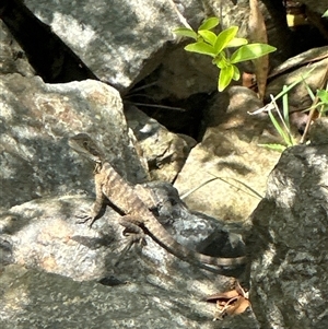 Unidentified Reptile and Frog at Lorne, NSW by Butlinz