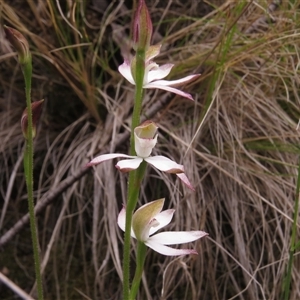 Caladenia moschata at Paddys River, ACT - 31 Oct 2024