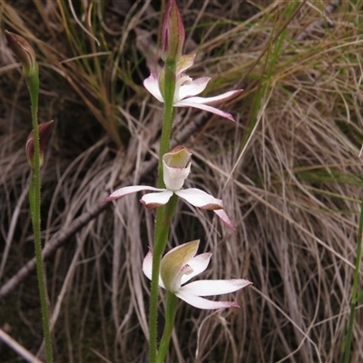 Caladenia moschata (Musky Caps) at Paddys River, ACT - 31 Oct 2024 by JohnBundock
