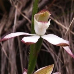 Caladenia moschata at Paddys River, ACT - 31 Oct 2024