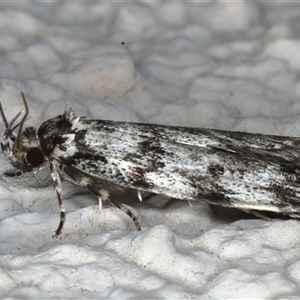 Barea zygophora at Ainslie, ACT - 31 Oct 2024 08:48 PM