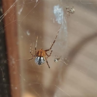 Cryptachaea veruculata (Diamondback comb-footed spider) at Yass River, NSW - 3 Nov 2024 by SenexRugosus