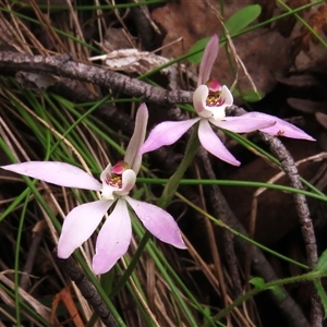 Caladenia carnea at Paddys River, ACT - 31 Oct 2024