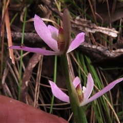 Caladenia carnea at Paddys River, ACT - 31 Oct 2024