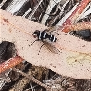 Trigonospila sp. (genus) at Bungendore, NSW - suppressed