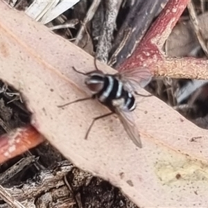 Trigonospila sp. (genus) at Bungendore, NSW - suppressed