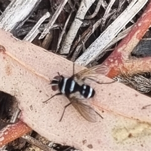 Trigonospila sp. (genus) at Bungendore, NSW - suppressed