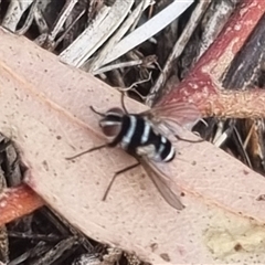 Trigonospila sp. (genus) at Bungendore, NSW - suppressed