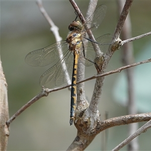 Hemicordulia australiae at Hall, ACT - 3 Nov 2024