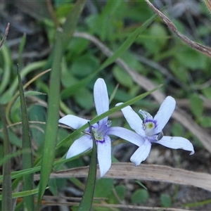 Isotoma fluviatilis subsp. australis at Hall, ACT - 2 Nov 2024