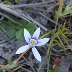 Isotoma fluviatilis subsp. australis at Hall, ACT - 2 Nov 2024