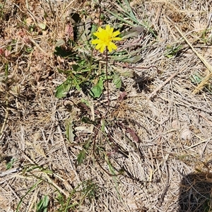 Hypochaeris radicata at Harrison, ACT - suppressed