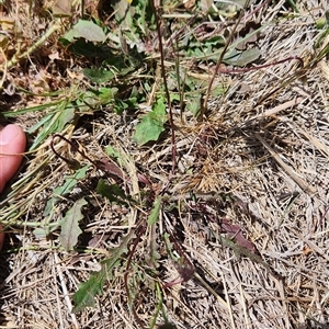 Hypochaeris radicata at Harrison, ACT - suppressed