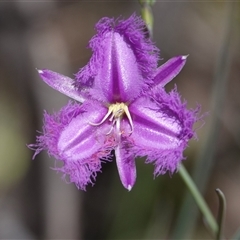 Thysanotus tuberosus subsp. tuberosus (Common Fringe-lily) at Hall, ACT - 3 Nov 2024 by Anna123