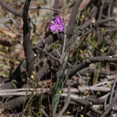 Thysanotus tuberosus subsp. tuberosus at Hall, ACT - 3 Nov 2024 11:37 AM