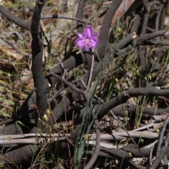 Thysanotus tuberosus subsp. tuberosus at Hall, ACT - 3 Nov 2024 11:37 AM