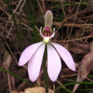 Caladenia carnea at Paddys River, ACT - 31 Oct 2024