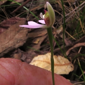 Caladenia carnea at Paddys River, ACT - 31 Oct 2024