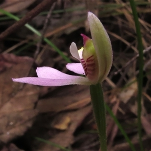 Caladenia carnea at Paddys River, ACT - 31 Oct 2024