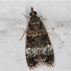 Eudonia protorthra (A Scopariine moth) at Melba, ACT - 31 Oct 2024 by kasiaaus