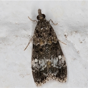 Eudonia protorthra at Melba, ACT - 31 Oct 2024