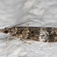 Eudonia protorthra at Melba, ACT - 31 Oct 2024