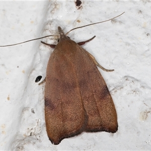 Tortricopsis uncinella at Melba, ACT - 31 Oct 2024 10:03 PM