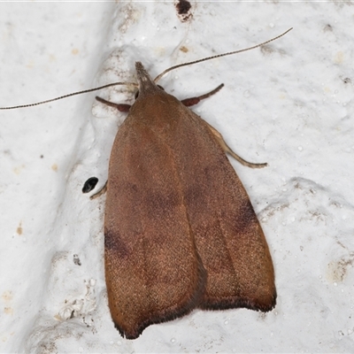 Tortricopsis uncinella (Wingia group) at Melba, ACT - 31 Oct 2024 by kasiaaus