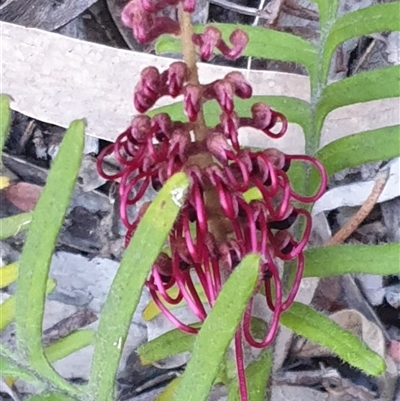 Grevillea caleyi at Ainslie, ACT - 23 Oct 2024 by Jeanette