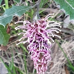 Grevillea wilkinsonii at Ainslie, ACT - 23 Oct 2024 by Jeanette