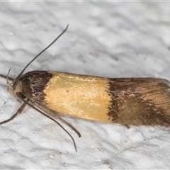 Rhadinoloba (genus) (A Concealer moth (Wingia group) at Melba, ACT - 31 Oct 2024 by kasiaaus