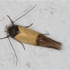 Oecophoridae (family) at Melba, ACT - 31 Oct 2024 10:05 PM