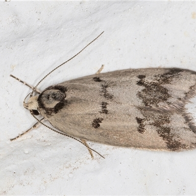 Compsotropha selenias (A Concealer moth (Wingia group)) at Melba, ACT - 31 Oct 2024 by kasiaaus