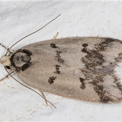 Compsotropha selenias at Melba, ACT - 31 Oct 2024 10:07 PM