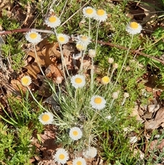 Leucochrysum albicans subsp. tricolor (Hoary Sunray) at Ainslie, ACT - 27 Sep 2024 by Jeanette