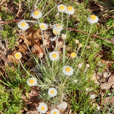 Leucochrysum albicans subsp. tricolor (Hoary Sunray) at Ainslie, ACT - 26 Sep 2024 by Jeanette