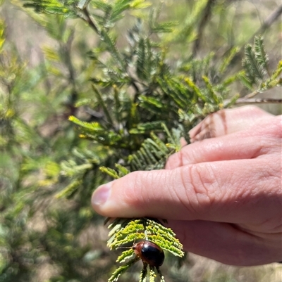 Dicranosterna immaculata (Acacia leaf beetle) at Gordon, ACT - 3 Nov 2024 by GG