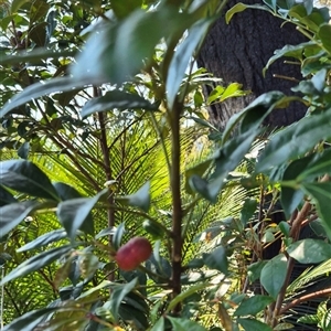 Synoum glandulosum at Kangaroo Valley, NSW - suppressed