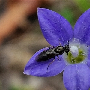 Eurys sp. (genus) at Bungonia, NSW - 3 Nov 2024