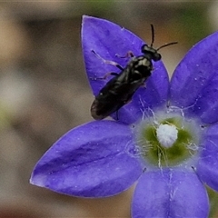 Eurys sp. (genus) at Bungonia, NSW - 3 Nov 2024