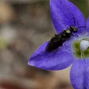 Eurys sp. (genus) at Bungonia, NSW - 3 Nov 2024