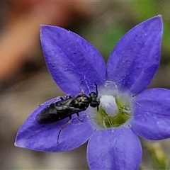 Eurys sp. (genus) at Bungonia, NSW - 3 Nov 2024