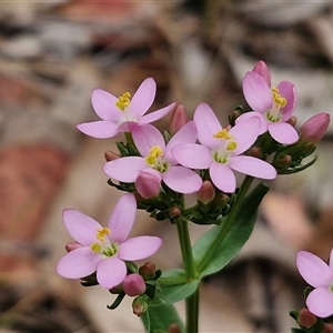 Centaurium erythraea at Bungonia, NSW - 3 Nov 2024