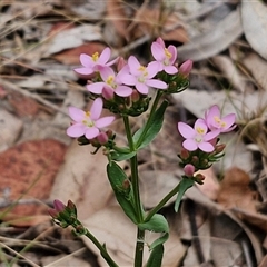 Centaurium erythraea at Bungonia, NSW - 3 Nov 2024