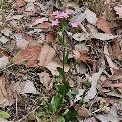 Centaurium erythraea at Bungonia, NSW - 3 Nov 2024