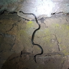 Hoplocephalus bungaroides (Broad-headed Snake) at Kangaroo Valley, NSW - 29 Feb 2020 by maureenbell