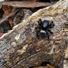 Salticidae sp. 'Golden palps' (Unidentified jumping spider) at Bungonia, NSW - 3 Nov 2024 by trevorpreston