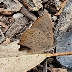 Paralucia pyrodiscus (Fiery Copper) at Bungonia, NSW - 3 Nov 2024 by trevorpreston