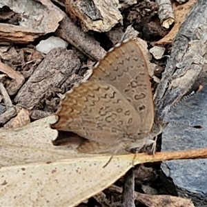 Paralucia pyrodiscus at Bungonia, NSW - suppressed